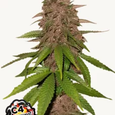 C4 Auto